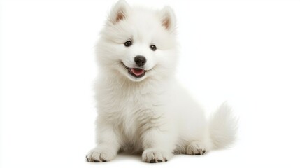 Obraz premium Adorable White Samoyed Puppy Sitting with a Playful Expression
