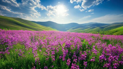 Vibrant Purple Flower Field Under Bright Blue Sky with Sunlight
