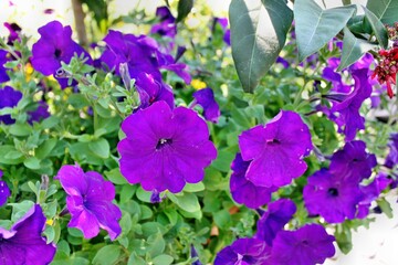 Lila Blume