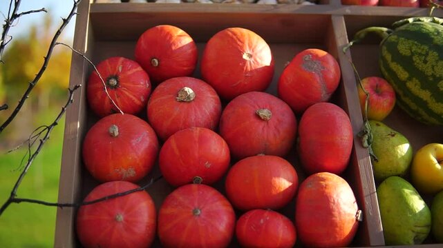 Small orange pumpkins on a stall closeup