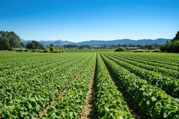 A verdant strawberry field stretches to mountains under bright blue skies. Use to illustrate agriculture, local farming, or healthy food themes.