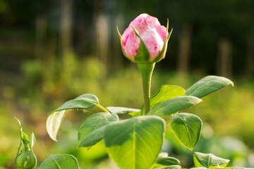Beautiful rosebud with green leaves against a blurred garden background for floral and nature photography themes
