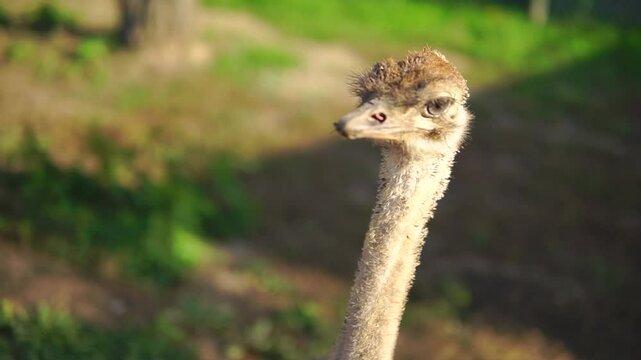 Wild ostrich outdoors at sunny day opens his beak trying to bite close-up