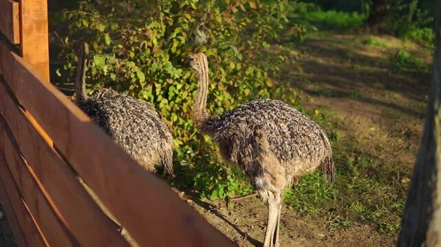 Two ostriches behind the wooden fence stand and itchy on sunny day