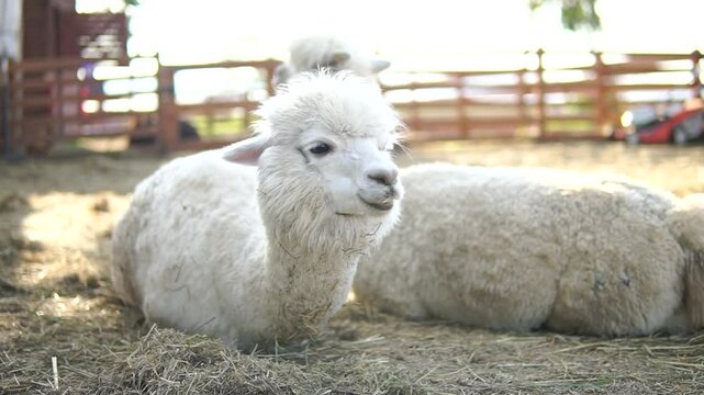 Two white alpacas lie on the straw outdoor on a sunny day and chew