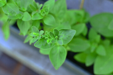 Close-up of fresh green seedlings with vibrant leaves for gardening and plant growth concepts