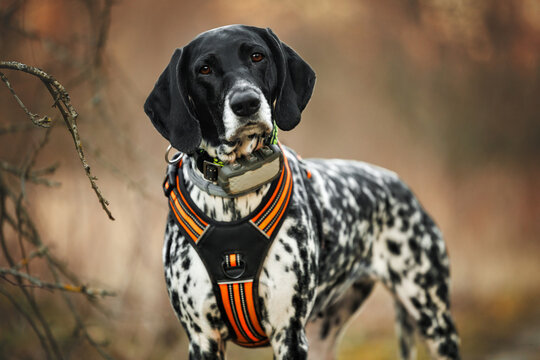 german shorthaired pointer dog posing in a harness and collar with gps tracker