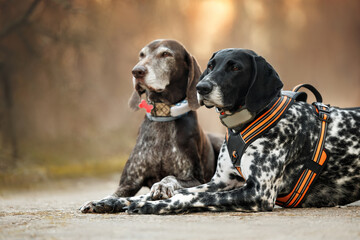 two german shorthaired pointer dogs lying outdoors in harness and collar with gps tracker