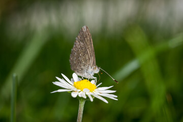 Close up of Common grass blue butterfly