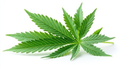 Green cannabis leaf isolated on pure white background, showcasing organic herbal plant texture and natural health concept.
