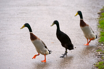 Three Indian Runner ducks crossing wet rural road at cooperative farm at Swiss City of Zürich on a rainy spring day. Photo taken March 29th, 2025, Zurich Schwamendingen, Switzerland.