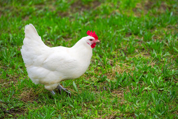 White chicken on meadow of cooperative farm at Swiss City of Zürich on a rainy spring day. Photo taken March 29th, 2025, Zurich Schwamendingen, Switzerland.