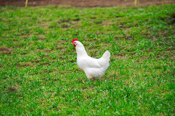White chicken on meadow of cooperative farm at Swiss City of Zürich on a rainy spring day. Photo taken March 29th, 2025, Zurich Schwamendingen, Switzerland.