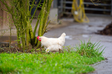 White chicken on meadow of cooperative farm at Swiss City of Zürich on a rainy spring day. Photo taken March 29th, 2025, Zurich Schwamendingen, Switzerland.
