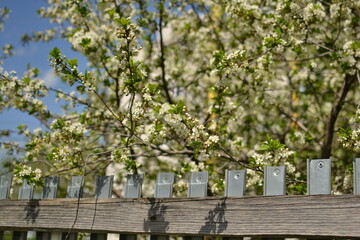 Naklejka premium Close-up of cherry blooms on a branch next to a fence for springtime and rustic nature themes