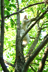 Cat perched on a tree branch surrounded by lush green leaves for nature and animal photography