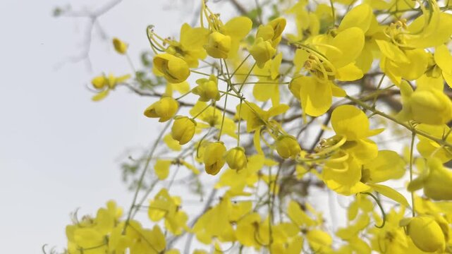 Flower (Cassia fistula, Cassia nealiae H.S.Irwin Barneby) or Golden shower, Indian laburnum, Pudding-pipe tree Naturally beautiful flowers in the garden