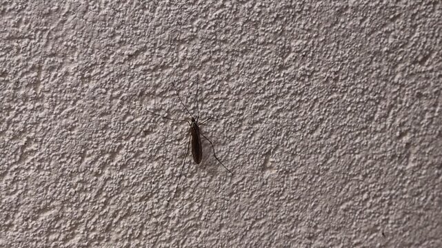 Une tipule (moustique g&eacute;ant) pos&eacute;e sur un mur textur&eacute;.
