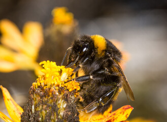close up of a bumble bee collecting nectar from a flower © Nathan McClunie