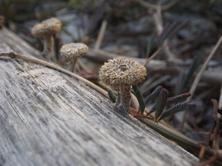 Flowers are seen growing on logs.