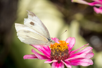 close up of a cabbage white butterfly on a flower