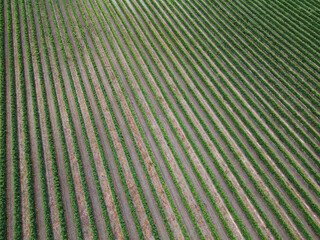 areal view of a grapevine farm with many long rows and gravel earth