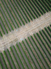 areal view of a grapevine farm with many long rows and gravel earth