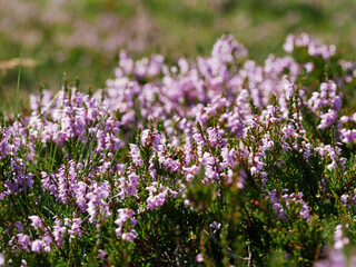 Fototapeta premium field of heather flower with many pink blossoms
