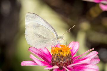 close up of a cabbage white butterfly on a flower