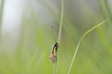 un ascalafo bianco in primavera