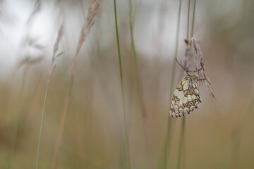 una farfalla melanargia galathea in estate