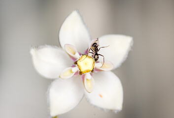 Ant collecting nectar from a swan plant flower © Nathan McClunie