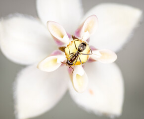 Ant collecting nectar from a swan plant flower