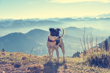 Hündin Emma (Ratonero Bodeguero Andaluz) in den Allgäuer Alpen (Hochgrat)	