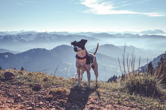 H&uuml;ndin Emma (Ratonero Bodeguero Andaluz) in den Allg&auml;uer Alpen (Hochgrat)	
