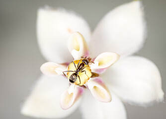 Ant collecting nectar from a swan plant flower