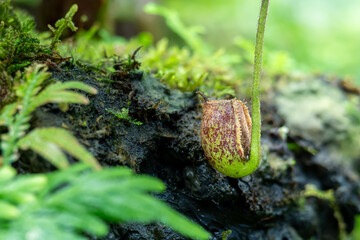 Nepenthes ampullaria, one of the species of Carnivorous Pitcher Plant, which is in a place with good care in a park in the city of Bogor