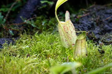 Nepenthes Rafflesiana, one of the species of Carnivorous Pitcher Plant, which is in a place with good care in a park in the city of Bogor
