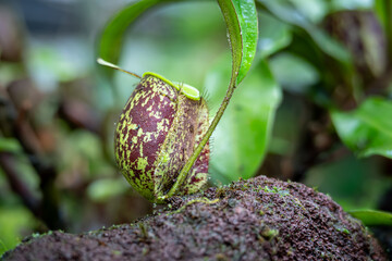 Nepenthes ampullaria, one of the species of Carnivorous Pitcher Plant, which is in a place with good care in a park in the city of Bogor