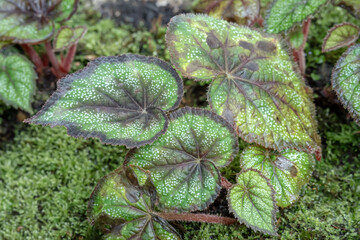 Painted-Leaf Begonia (begonia rex), one of the species of Begonia Plant, which is in a place with good care in a park in the city of Bogor