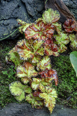 Begonia Sultan Hambali, one of the species of Begonia Plant, which is in a place with good care in a park in the city of Bogor