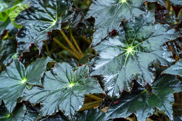 Painted-Leaf Begonia (begonia rex), one of the species of Begonia Plant, which is in a place with good care in a park in the city of Bogor