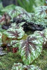 Painted-Leaf Begonia (begonia rex), one of the species of Begonia Plant, which is in a place with good care in a park in the city of Bogor