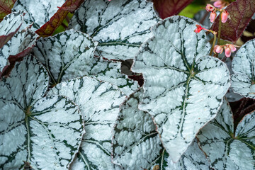 Painted-Leaf Begonia (begonia rex), one of the species of Begonia Plant, which is in a place with good care in a park in the city of Bogor