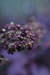 purple flower in the garden