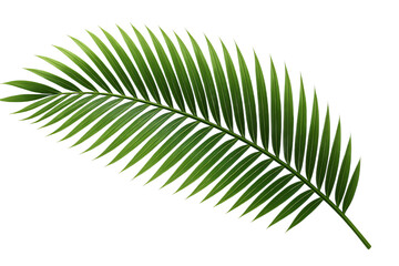 Obraz premium A single green palm leaf with pointed leaflets on a black background.