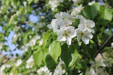 Fototapeta premium pear blossom