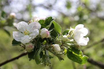 apple blossom