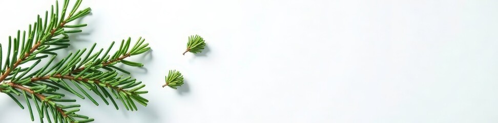 Fototapeta premium A few isolated spruce tips and branches on white surface, foliage, spruce