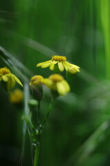yellow flower in the garden